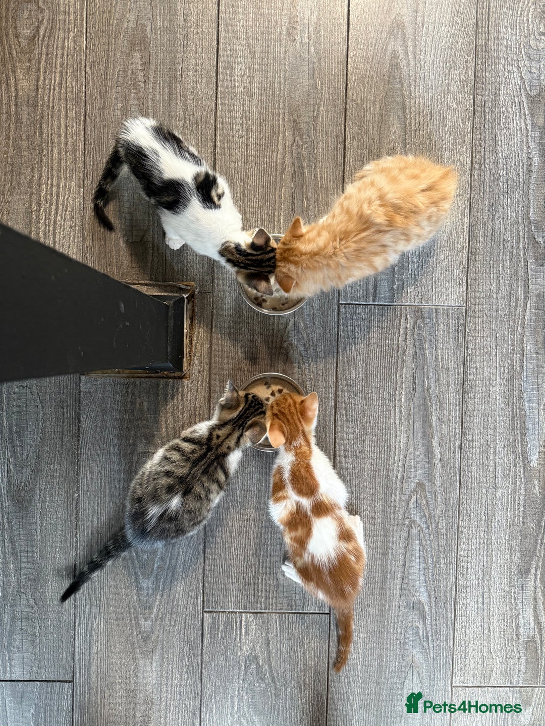Domestic Shorthair cats for sale: Family-Raised Kittens, Friendly, Playful Ready Now - Image 26
