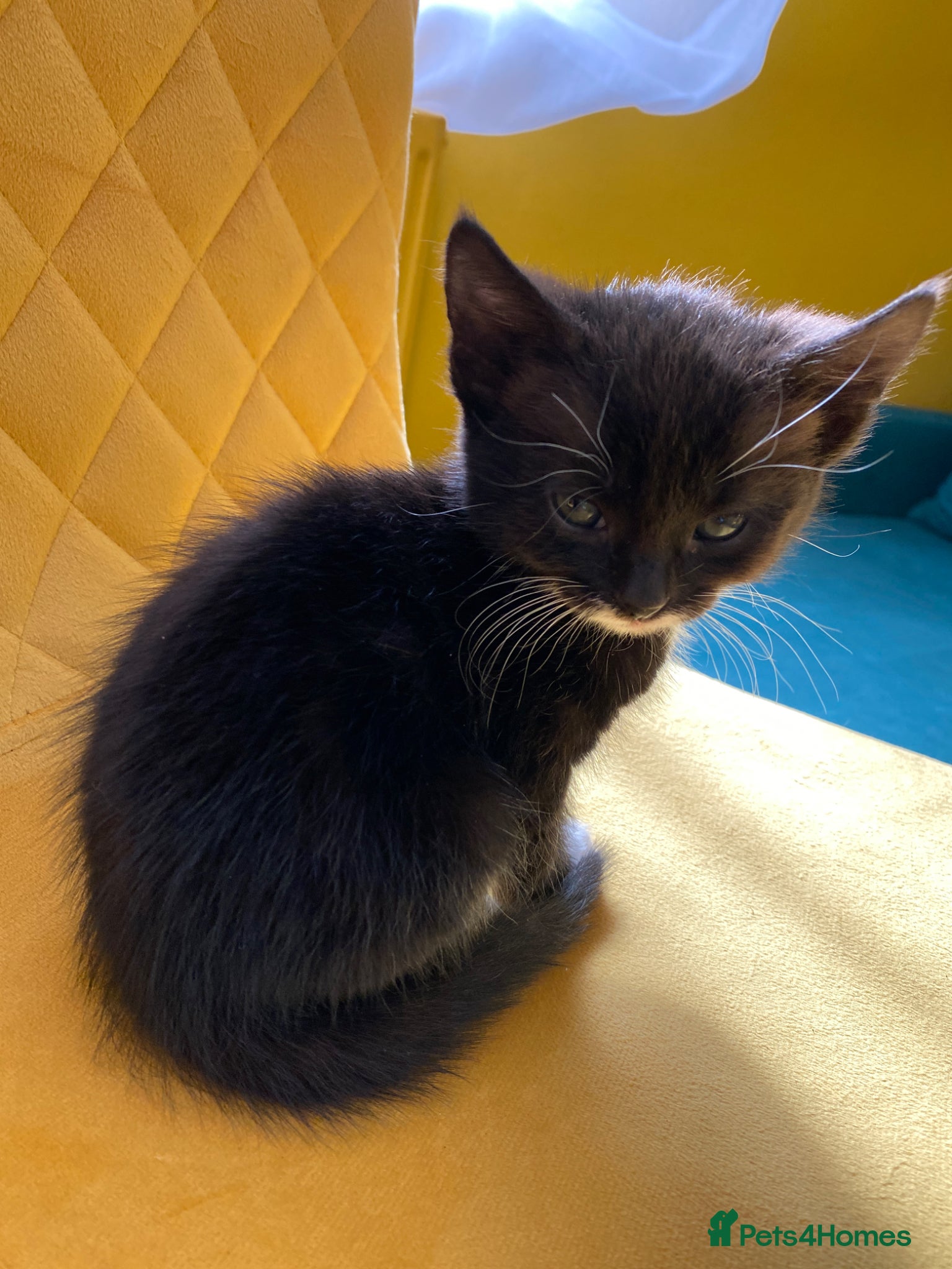 Mixed Breed cats 3 kittens are ready to go! - Advert 1