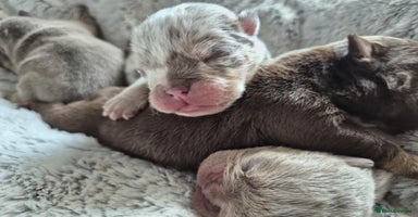 English Bulldog dogs - Advert 5