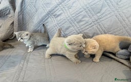 British Shorthair cats for sale: gorgeous gccf pedigree British short hair kittens - Image 9