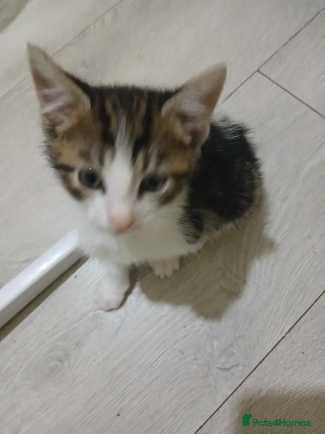 Mixed Breed cats for sale: mr teza in Wigan - Advert 2