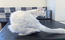 Maine Coon cats for stud: Male Blue Silver Chinchilla Maine Coon (as12) - Image 2