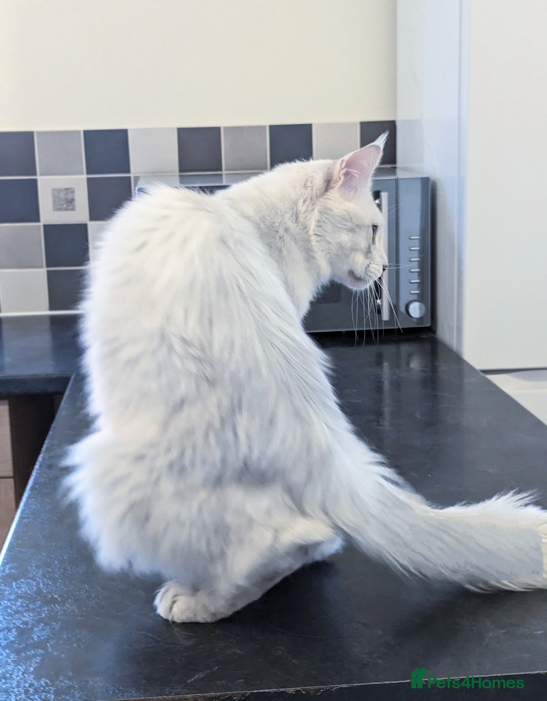 Maine Coon cats for stud: Male Blue Silver Chinchilla Maine Coon (as12) - Image 2