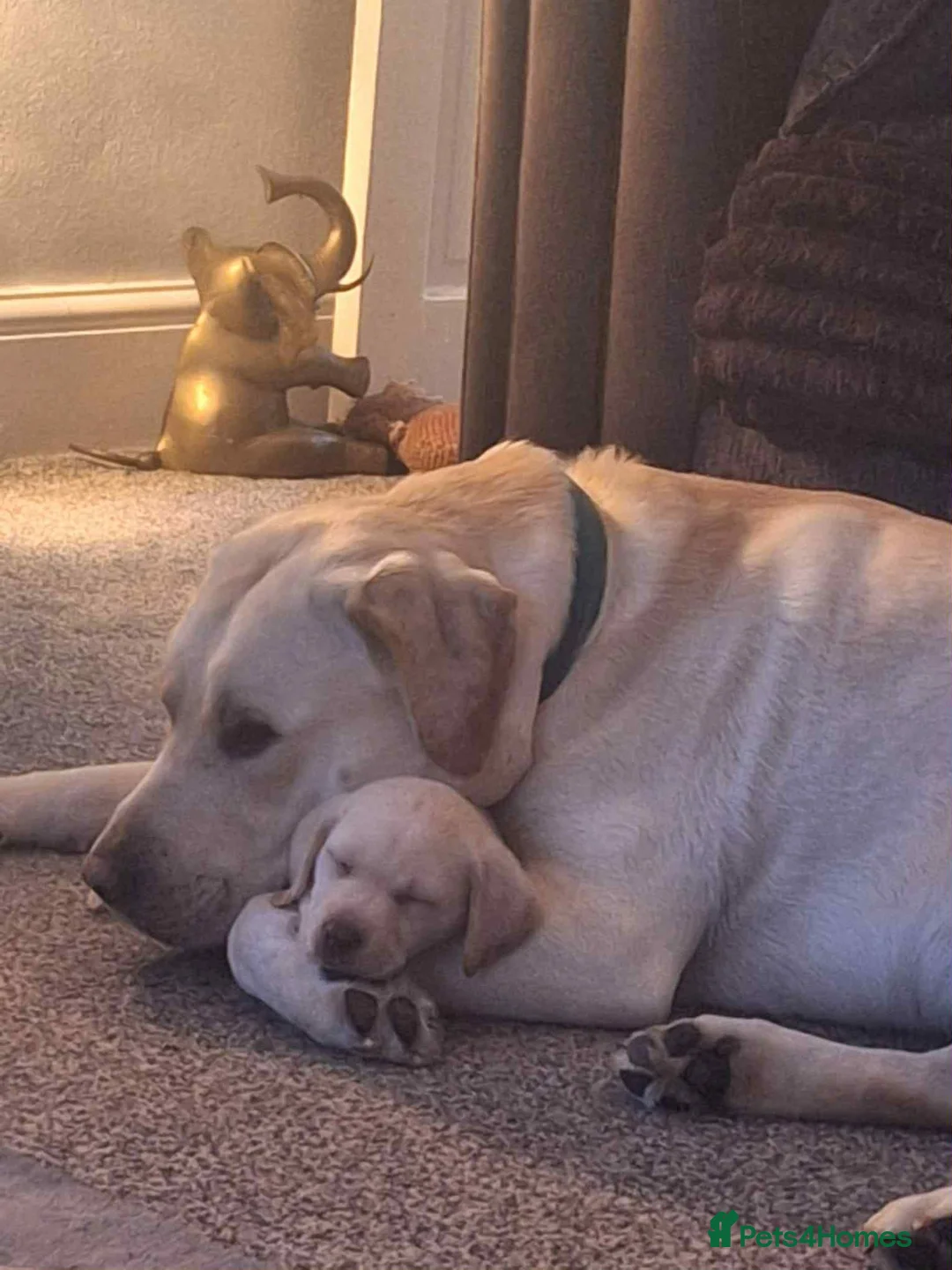 Labrador Retriever dogs for sale: Babygirl Nyla  in Mansfield - Advert 2