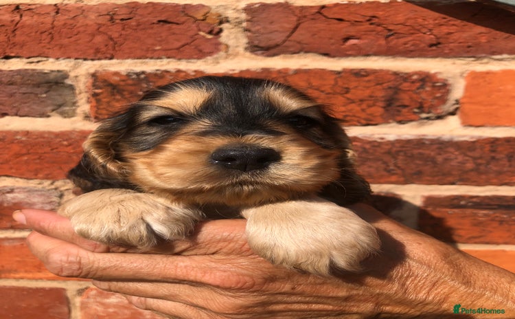 Cocker Spaniel dogs - Advert 4