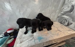 Patterjack dogs for sale: 4 lovely patterjacks  - Image 12