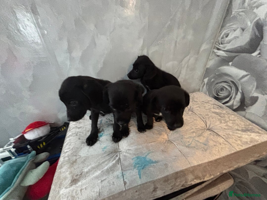 Patterjack dogs for sale: 4 lovely patterjacks  - Image 12
