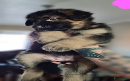 German Shepherd dogs for sale: German Shepherd Puppies - Image 4