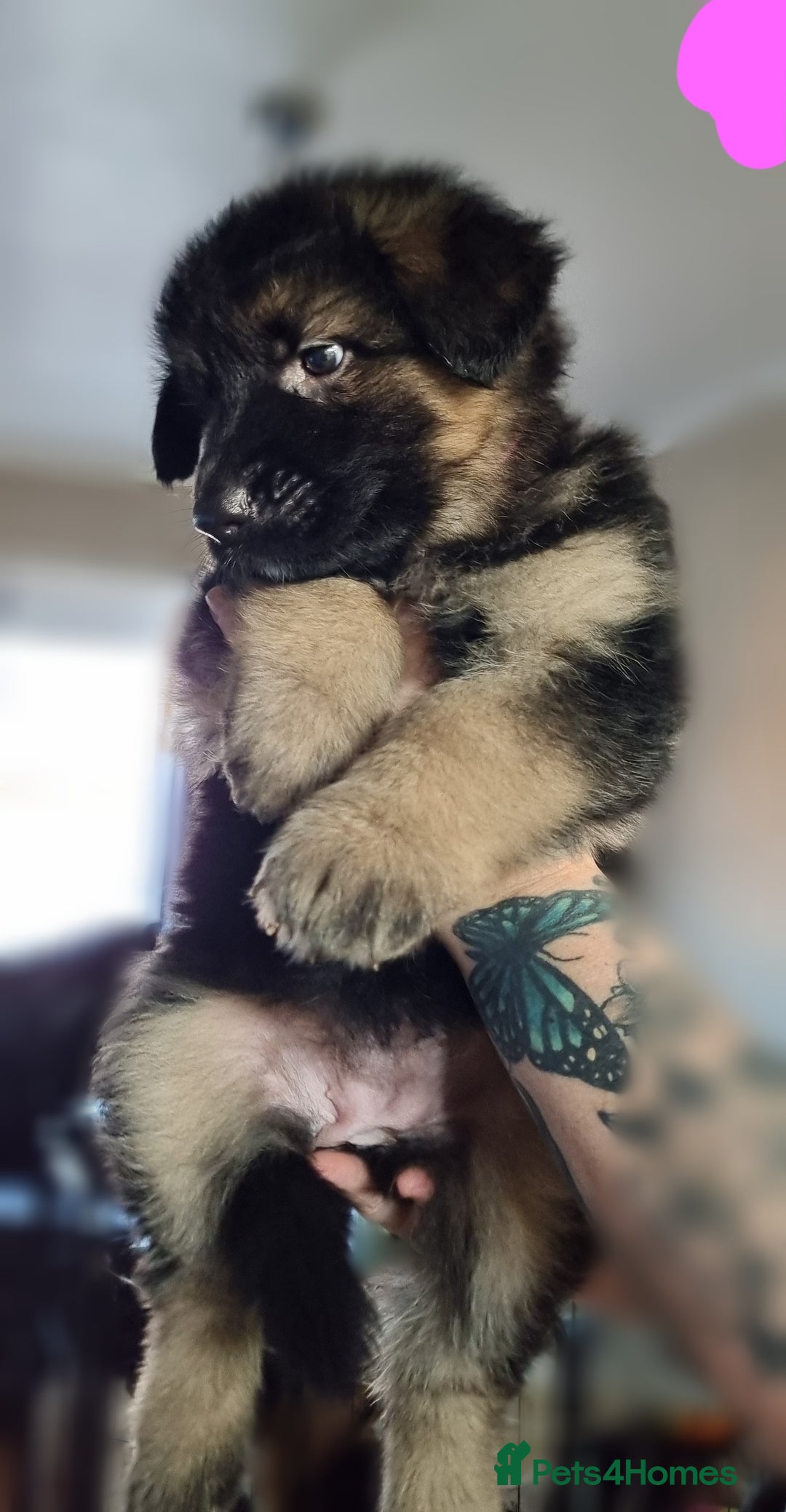 German Shepherd dogs for sale: German Shepherd Puppies - Image 4
