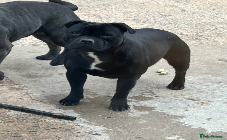 Staffordshire Bull Terrier dogs - Advert 4