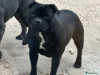 Staffordshire Bull Terrier dogs - Advert 22