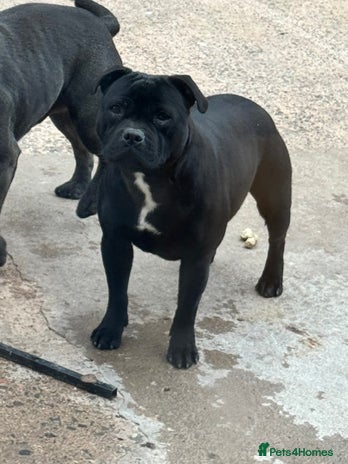 Staffordshire Bull Terrier dogs - Advert 1