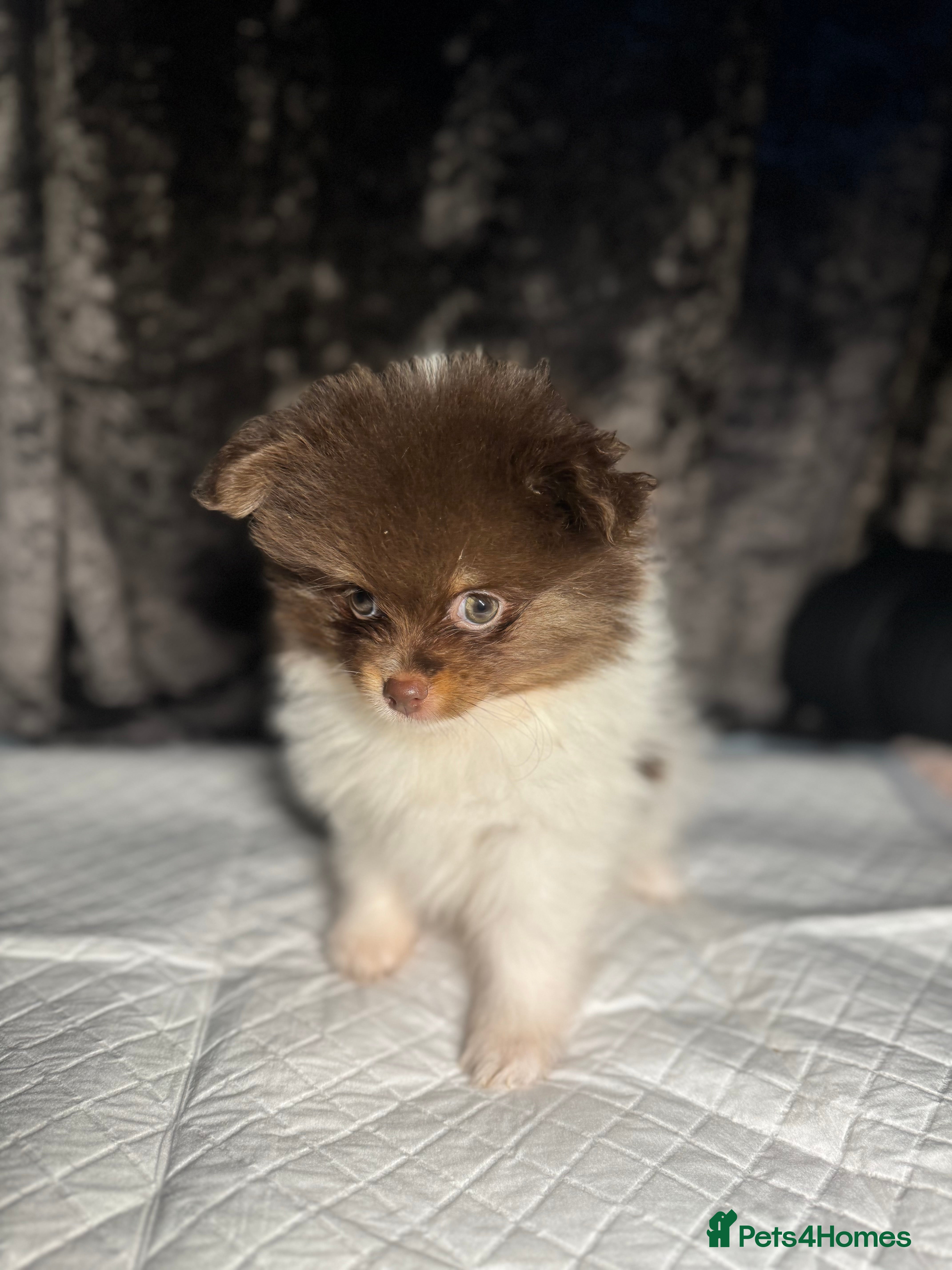 Pomeranian dogs READY TO LEAVE FOR THE 9th FEBRUARY  - Advert 18