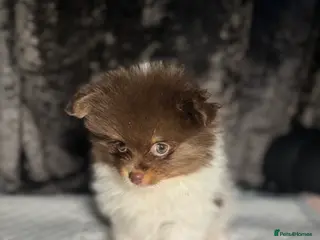 Pomeranian dogs READY TO LEAVE FOR THE 9th FEBRUARY - Advert 2