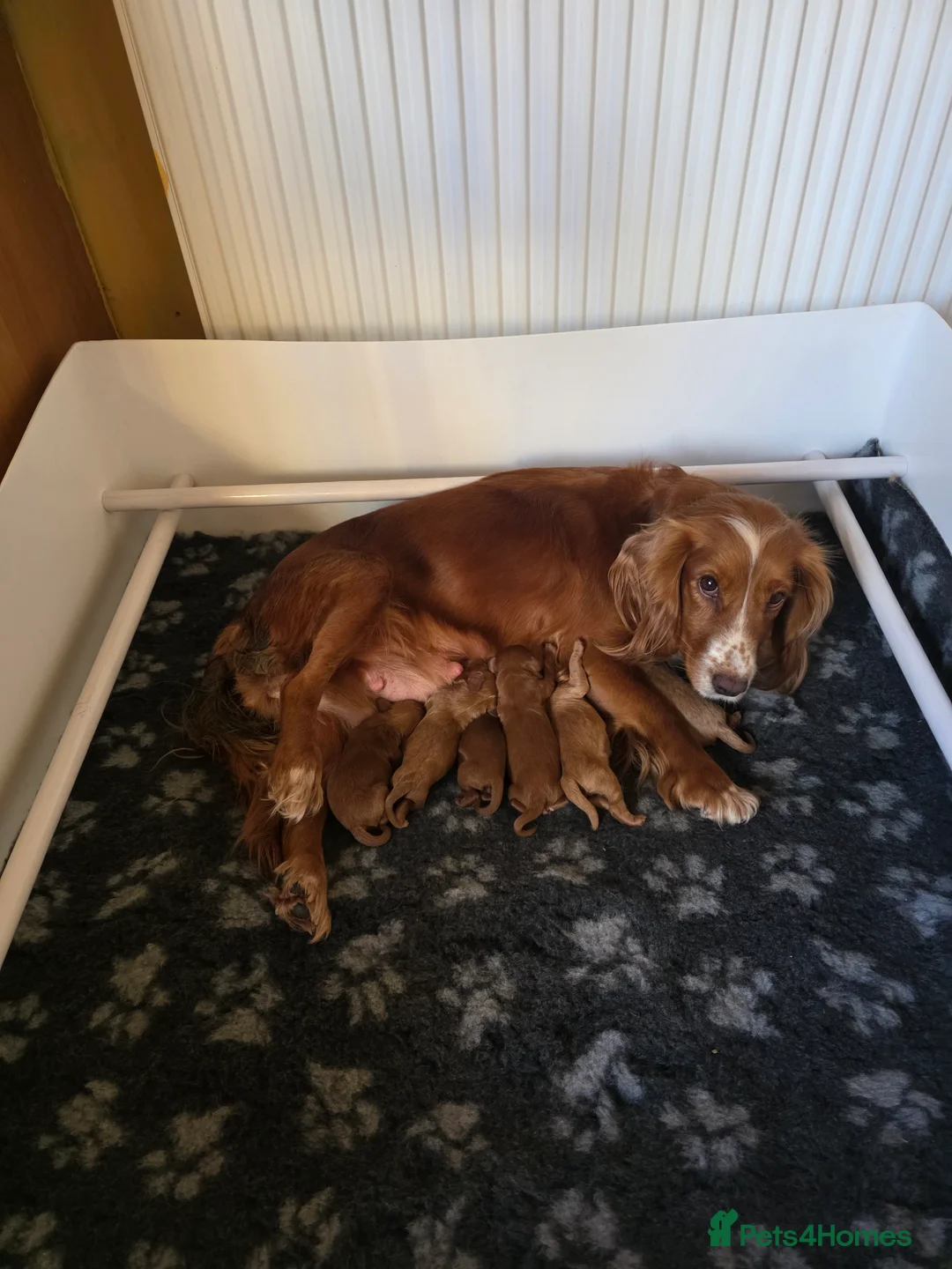 Cockapoo dogs for sale: Genuine cockerpoos resdy to reserve - Advert 1