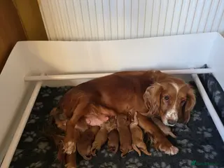 Cockapoo dogs Genuine cockerpoos resdy to reserve - Advert 4