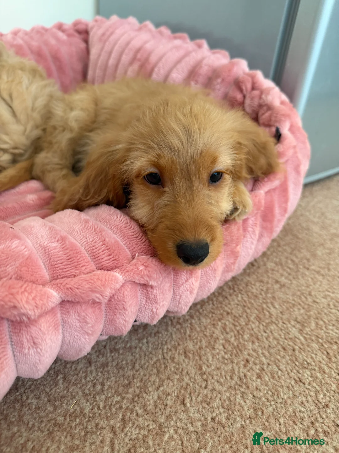 Cockapoo dogs for sale: 4 female, 1 male - Advert 2