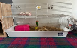 Lionhead rabbits for sale: 1 year old indoor female rabbit - Image 5