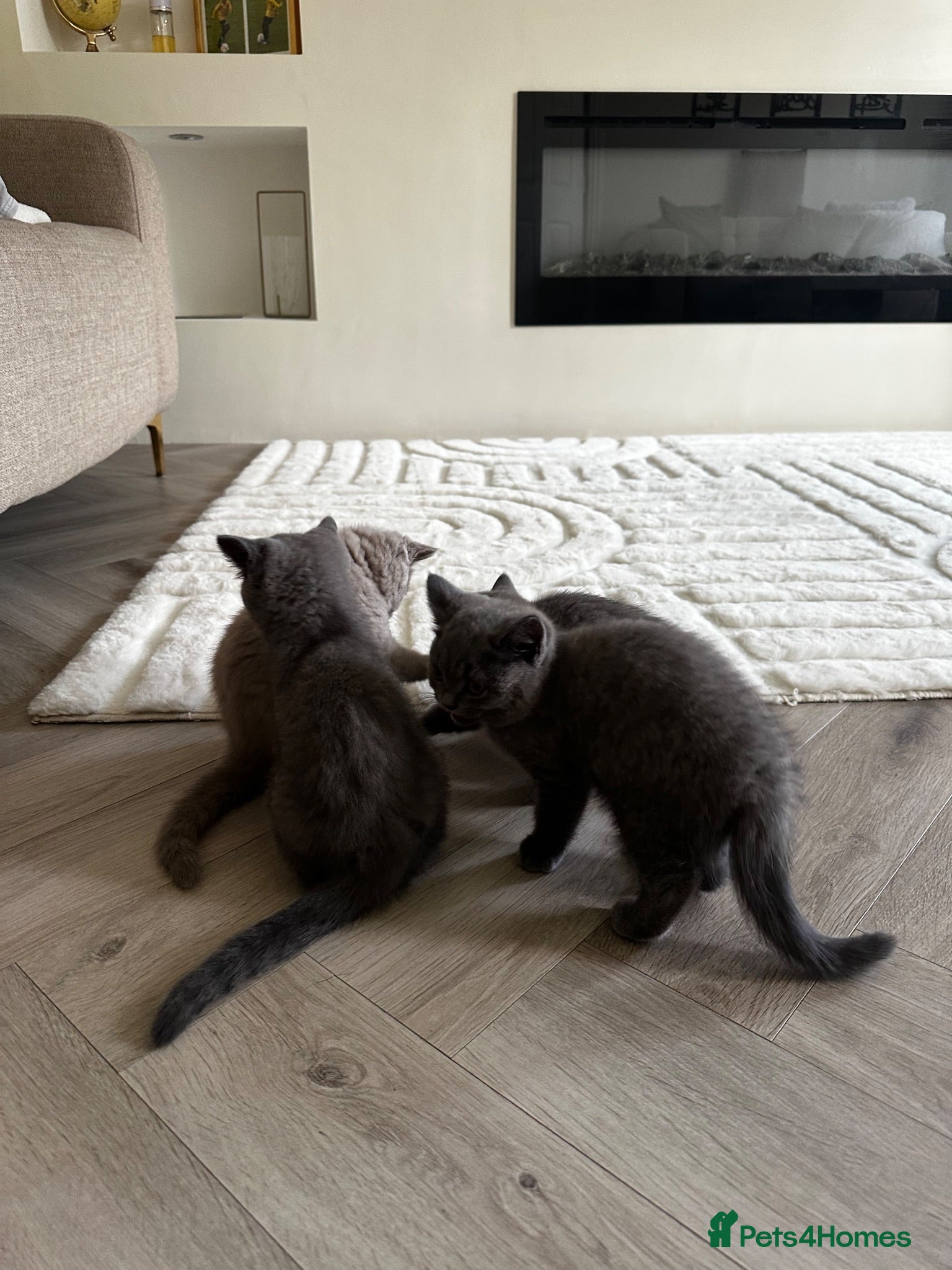 British Shorthair cats BSH kittens for sale.  - Advert 2