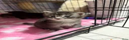 Maine Coon cats for sale: Stunning Maine coon kittens  - Advert 17