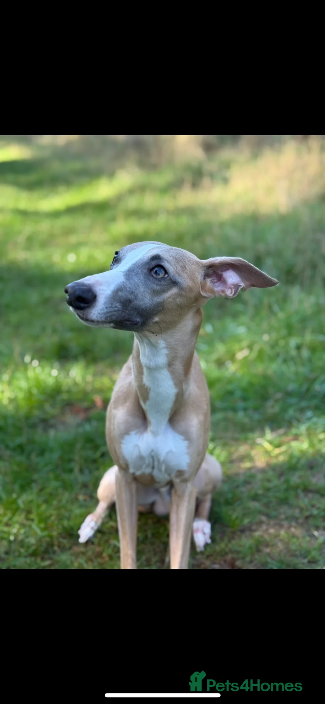 Whippet dogs for sale: KC Whippets Waitlist - Advert 10