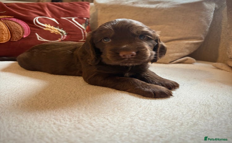 Cocker Spaniel dogs - Advert 10