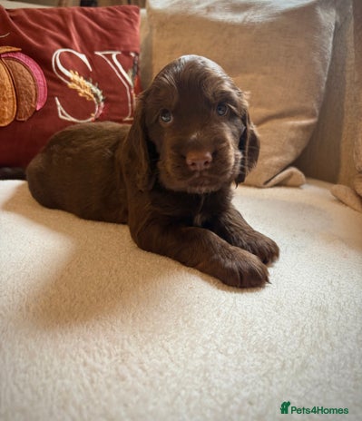 Cocker Spaniel dogs - Advert 12