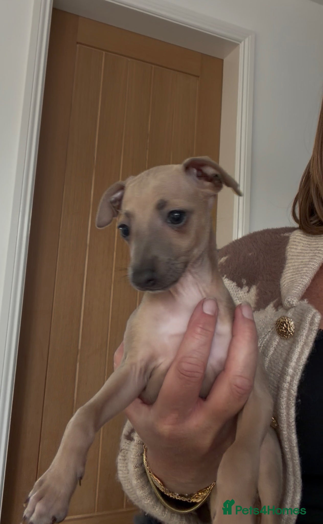 Italian Greyhound dogs Italian greyhound puppies for sale  - Advert 1