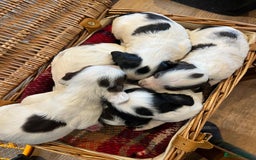 Mixed Breed dogs for sale: Working Sprocker Spaniel - Image 1