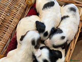 Mixed Breed dogs - Advert 3