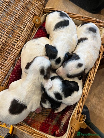 Mixed Breed dogs - Advert 14