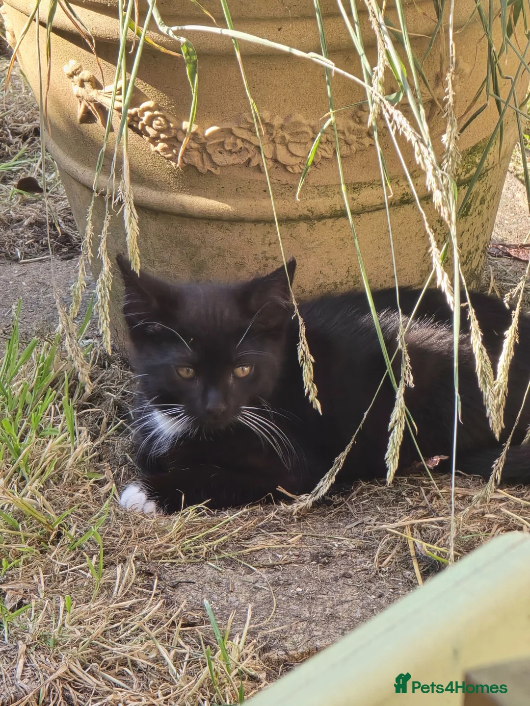 Mixed Breed cats for sale: Readvertised - Advert 2
