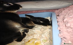 Rex rabbits for sale: Black Otter Mini Rex Buck in Droitwich - Image 27