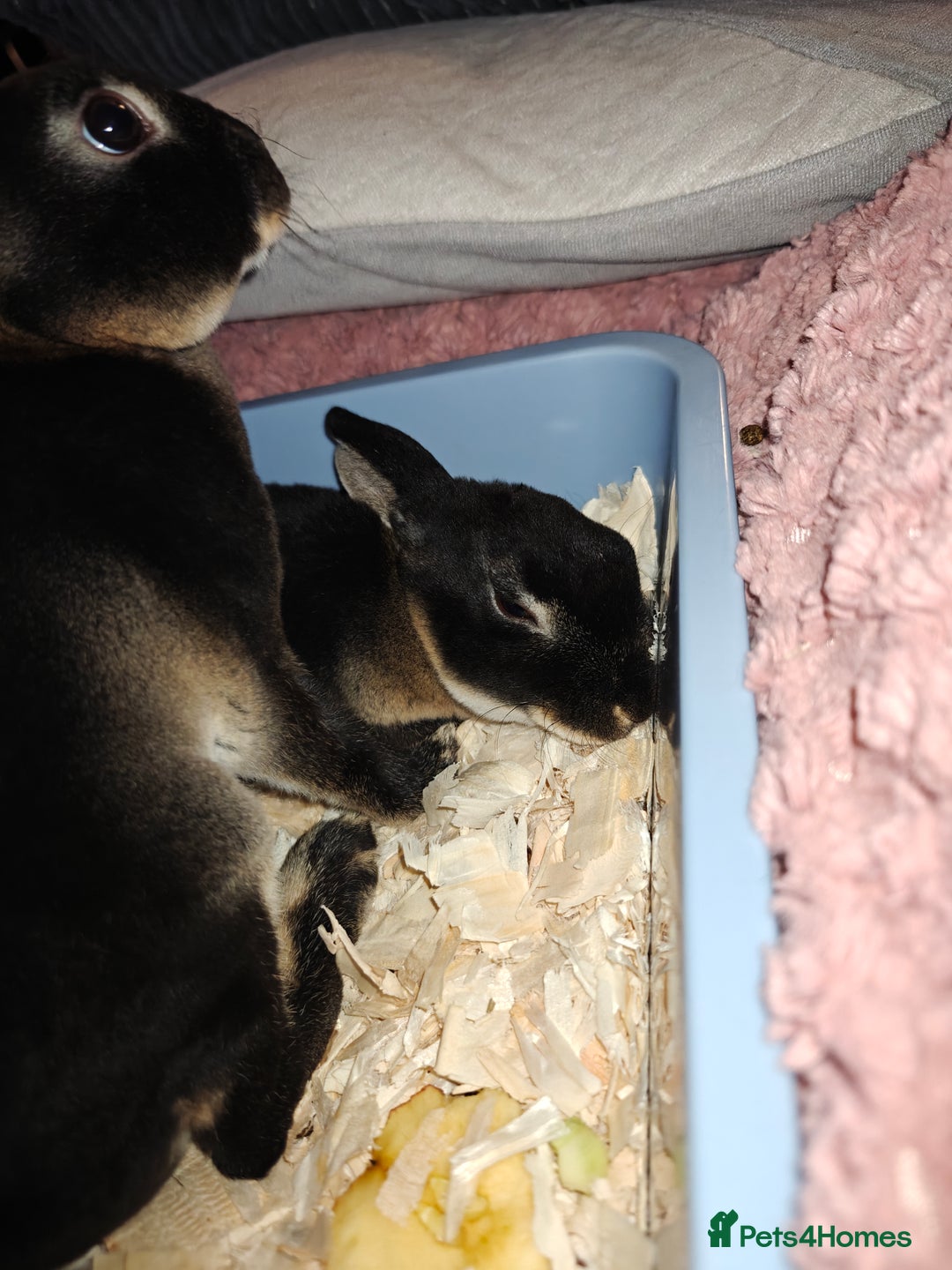 Rex rabbits for sale: Black Otter Mini Rex Buck in Droitwich - Image 27
