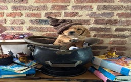 Golden Retriever dogs for stud: Handsome, Proven Fully health tested   DNA clear  - Advert 8