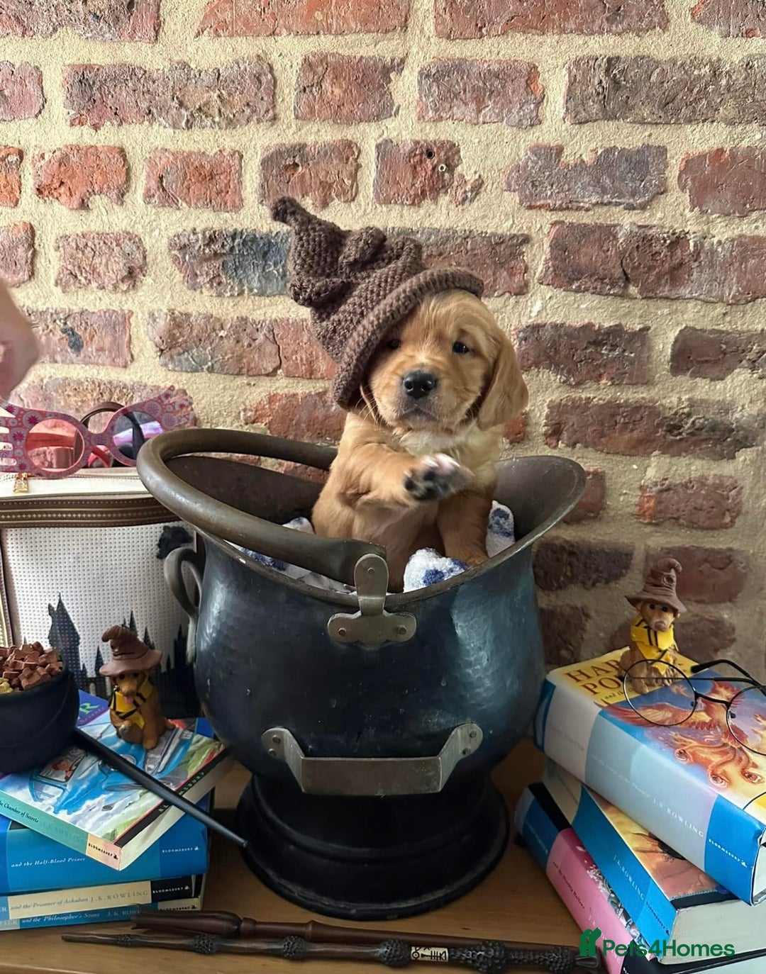 Golden Retriever dogs for stud: Handsome, Proven Fully health tested   DNA clear  - Advert 8