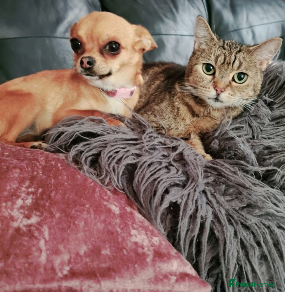 Chihuahua dogs for sale: 5 year old Chihuahua female  - Advert 4