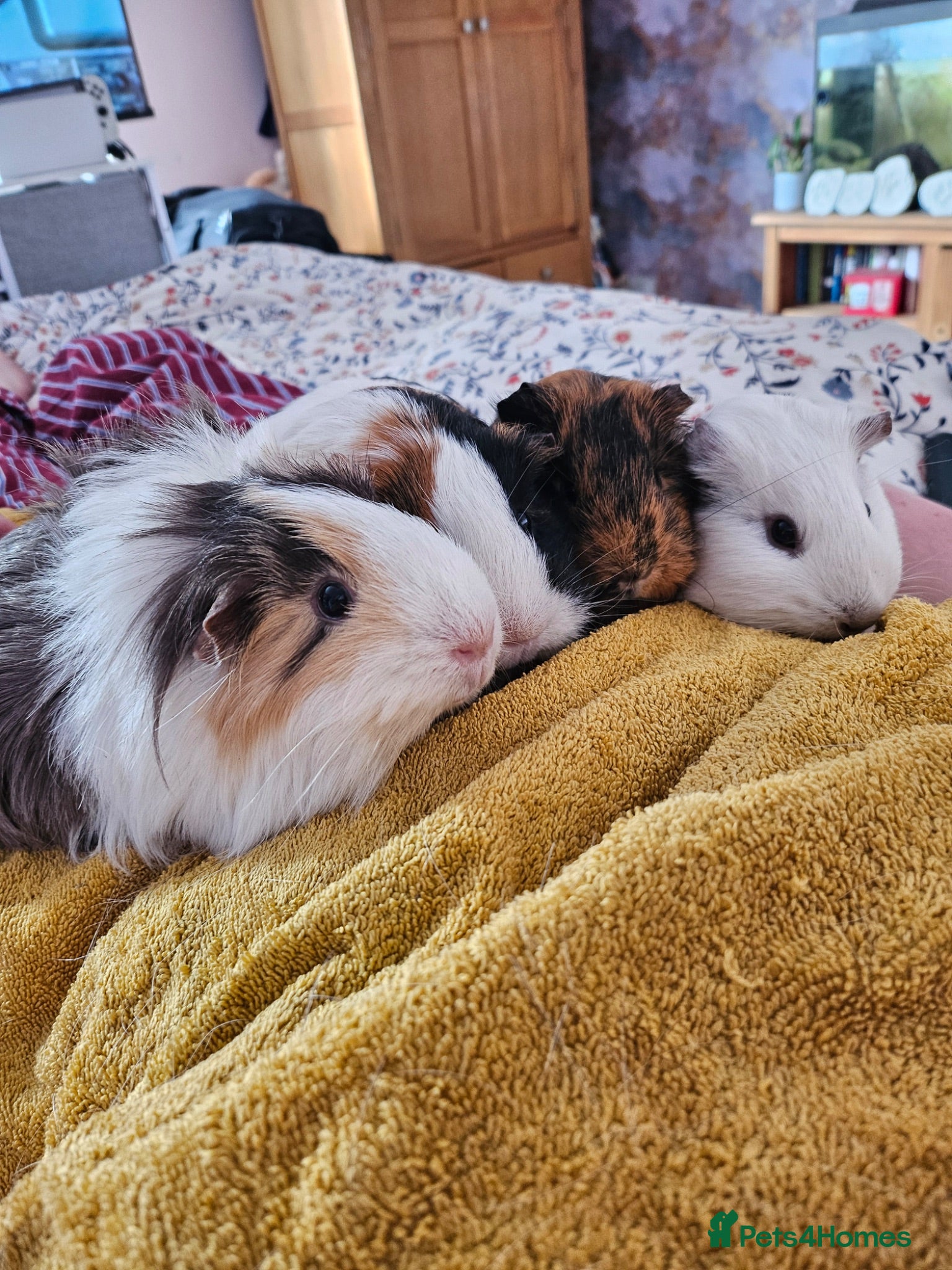 Guinea Pig rodents 4 Female Guinea pigs  - Advert 2