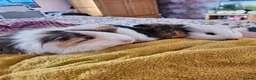 Guinea Pig rodents for sale: 4 Female Guinea pigs  - Advert 1