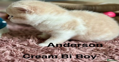 British Shorthair cats - Advert 2