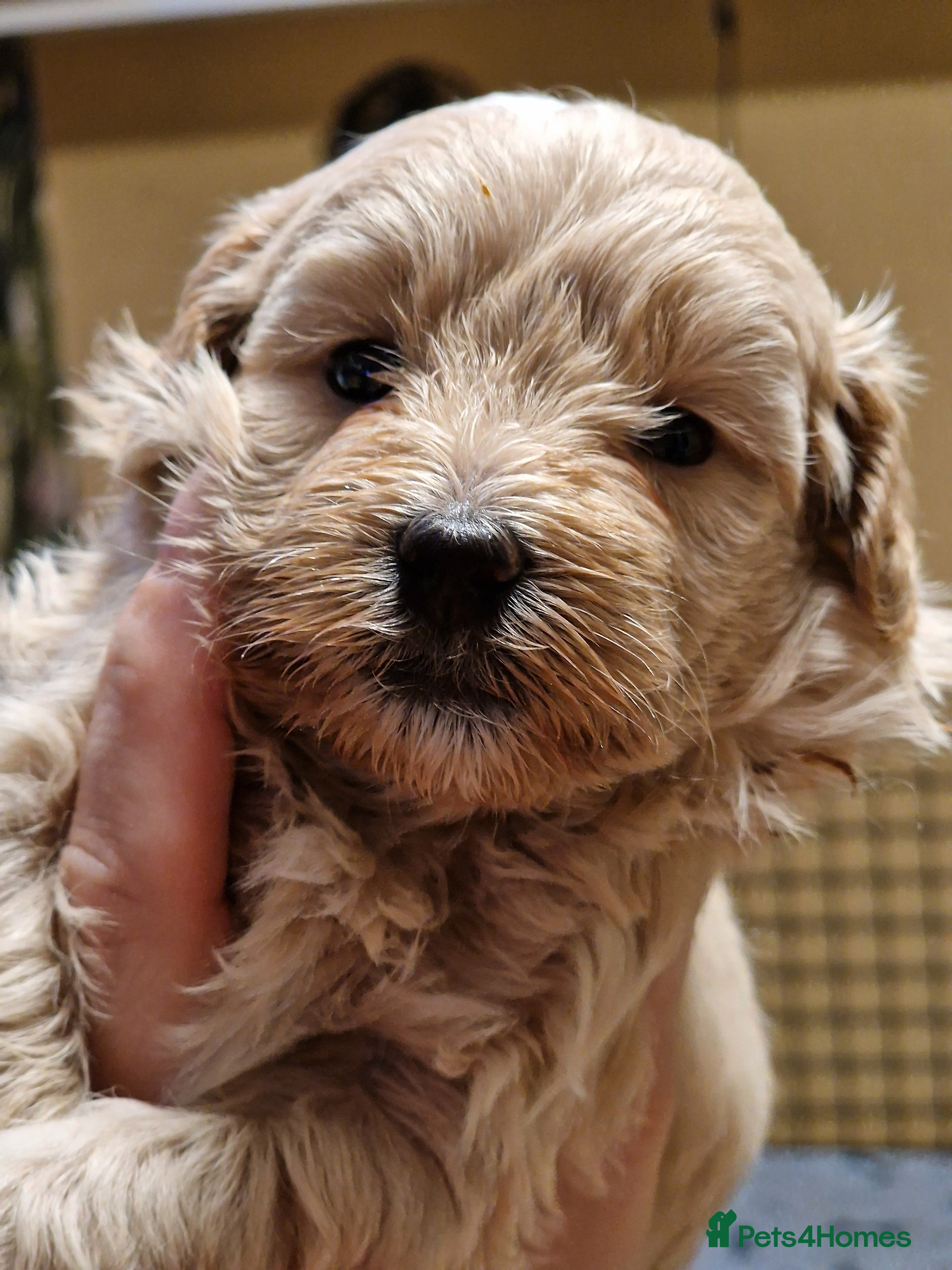 Maltipoo dogs Maltipoo  - Advert 13