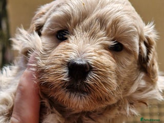 Maltipoo dogs Maltipoo - Advert 2