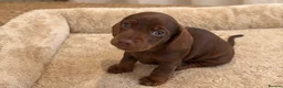 Miniature Dachshund dogs for sale: Miniature Smooth-Haired Dachshund Puppies Puppies in Oxford - Advert 12