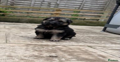 German Shepherd dogs - Advert 16