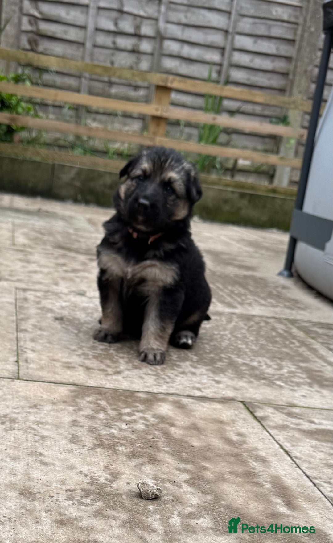 German Shepherd dogs for sale: Stunning top quality German shepherd puppies - Image 2