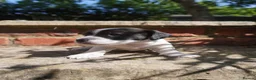 Jack Russell dogs for sale: Miniature Jack Russell Puppies  in Windlesham - Advert 8
