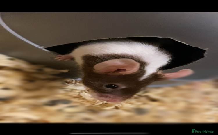Mouse rodents - Advert 1