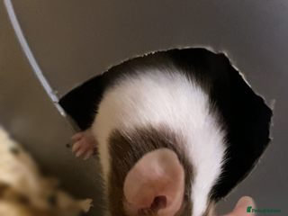 Mouse rodents - Advert 16