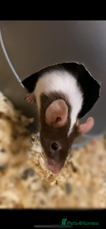 Mouse rodents - Advert 8
