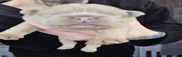 French Bulldog dogs for sale: 🧸STUNNING FRENCH BULLDOG PUPPIES🧸🤎 - Advert 7